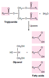 Hydrolysis of a triglyceride (neutral fat) by intracellular lipase. The R groups of each fatty acid represent a hydrocarbon chain.