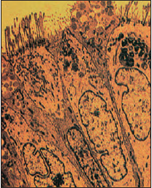 Electron micrograph of ciliated epithelial cells and mucus-secreting cells (see pp. 185–188). Cells are the basic building blocks of living organism
