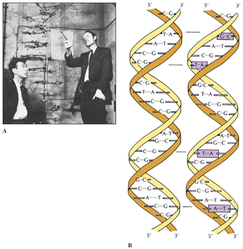 James Watson and Francis Crick with a model of the DNA double helix (A). Genetic information is coded in the nucleotide base sequence inside the DNA molecule. Genetic variation is shown (B) in DNA molecules that are similar in base sequence but differ from each other at four positions. Such differences can encode alternative traits, such as different eye colors.