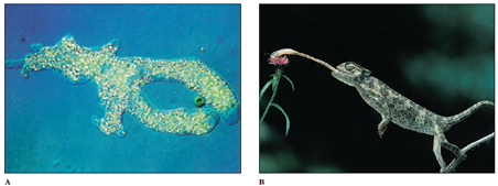 Feeding processes illustrated by (A) an ameba surrounding food and (B) a chameleon capturing insect prey with its projectile tongue.