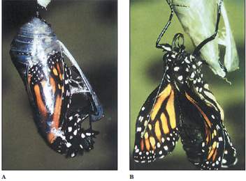 Pupal and adult stages of an insect life cycle: A, Adult monarch butterfly emerging from its pupal case; B, Fully formed adult monarch butterfly.