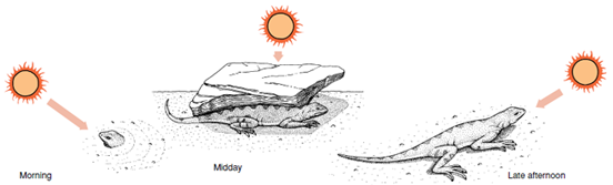 A lizard regulates its body temperature by choosing different locations (microhabitats) at different times of day.