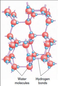 When water freezes at 0° C, the four partial charges of each atom in the molecule interact with the opposite charges of atoms in other water molecules. The hydrogen bonds between all the molecules form a crystal-like lattice structure, and the molecules are farther apart (and thus less dense) than when some of the molecules have not formed hydrogen bonds at 4° C.