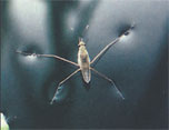 Because of hydrogen bonds between water molecules at the water-air interface, the water molecules cling together and create a high surface tension. Thus some insects, such as this water strider, can literally walk on water.