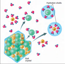 When a crystal of sodium chloride dissolves in water, the negative ends of the dipolar molecules of water surround the Na ions, while the positive ends of water molecules face the Ci ions. The ions are thus separated and do not reenter the salt lattice.