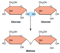 Formation of a double sugar (disaccharide maltose) from two glucose molecules with the removal of one molecule of water.