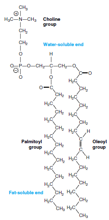 Lecithin (phosphatidyl choline), an important phospholipid of nerve membranes.