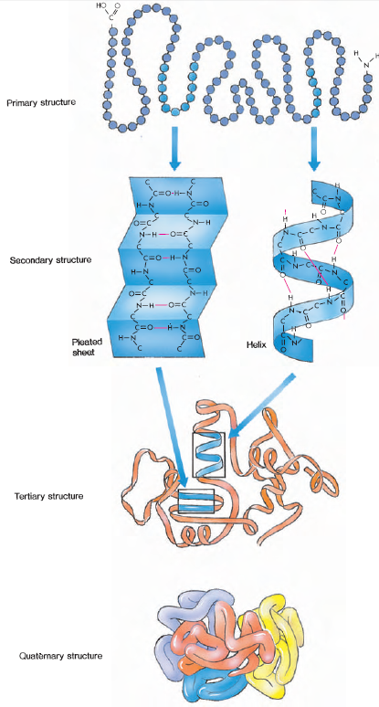 Structure of proteins. The amino acid sequence of a protein (primary structure) encourages the formation of hydrogen bonds between nearby amino acids, producing coils and foldbacks (the secondary structure). Bends and helices cause the chain to fold back on itself in a complex manner (tertiary structure). Individual polypeptide chains of some proteins aggregate together to form the functional molecule composed of several subunits (quaternary structure).
