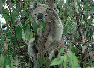 Koala, a heterotroph, feeding on a eucalyptus tree, an autotroph. All heterotrophs depend for their nutrients directly or indirectly on autotrophs that capture the sun’s energy to synthesize their own nutrients.