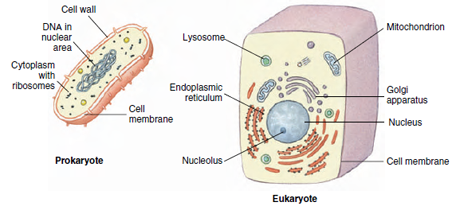 Comparison of prokaryotic and eukaryotic cells. Prokaryotic cells are about one-tenth the size of eukaryotic cells.
