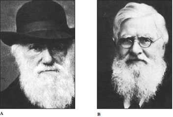 Founders of the theory of natural selection. A, Charles Robert Darwin (1809 to 1882), as he appeared in 1881, the year before his death. B, Alfred Russel Wallace (1823 to 1913) in 1895. Darwin and Wallace independently developed the same theory. A letter and essay from Wallace written to Darwin in 1858 spurred Darwin into writing The Origin of Species, published in 1859.