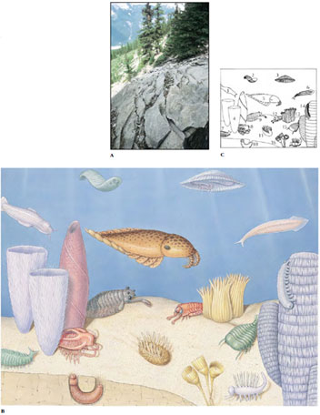 A, Fossil trilobites visI<sup>B</sup>le at the Burgess Shale Quarry, British Columbia. B, Animals of the Cambrian period, approximately 580 million years ago, as reconstructed from fossils preserved in the Burgess Shale of British Columbia, Canada. The main new body plans that appeared rather abruptly at this time established the body plans of animals familiar to us today. C, Key to Burgess Shale drawing. Amiskwia (1), from an extinct phylum; Odontogriphus (2), from an extinct phylum; Eldonia (3), a possI<sup>B</sup>le echinoderm; Halichondrites (4), a sponge; Anomalocaris canadensis (5), from an extinct phylum; Pikaia (6), an early chordate; Canadia (7), a polychaete; Marrella splendens (8), a unique arthropod; Dinomischus (16), from an extinct phylum; Hallucigenia (17), from an extinct phylumDinomischus (16), from an extinct phylum; Hallucigenia (17), from an extinct phylum