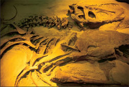 A dinosaur skeleton partially excavated from rock at Dinosaur Provincial Park, Alberta.