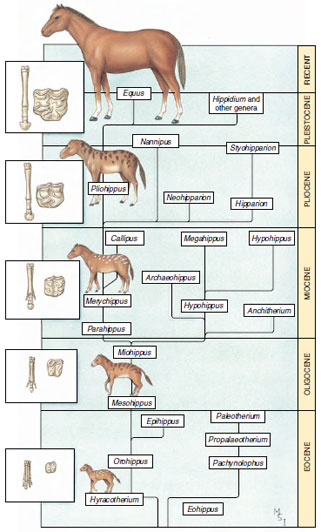 A reconstruction of genera of horses from Eocene to present. Evolutionary trends toward increased size, elaboration of molars, and loss of toes are shown together with a hypothetical genealogy of extant and fossil genera.