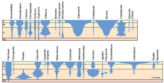 Diversity profiles of taxonomic families from different animal groups in the fossil record. The scale marks the Precambrian (PC), Paleozoic (P), Mesozoic (M), and Cenozoic (C) eras. The relative number of families is indicated from the width of the profile.