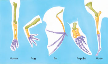 Forelimbs of five vertebrates show skeletal homologies: green, humerus; yellow, radius and ulna; purple, “hand” (carpals, metacarpals, and phalanges). Clear homologies of bones and patterns of connection are evident despite evolutionary modification for various particular functions.