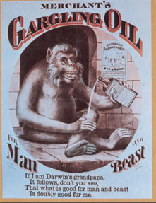 This 1873 advertisement for Merchant’s Gargling Oil ridicules Darwin’s theory of the common descent of humans and apes, which received only limited acceptance by the general public during Darwin’s lifetime.