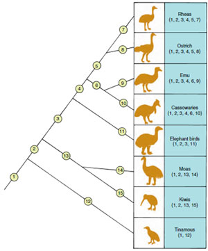 The phylogenetic pattern specified by twelve homologous structures in the skeletons of a group of flightless birds. Homologous features are numbered 1 through 12 and are marked both on the branches of the tree on which they arose and on the birds that have them. If you were to erase the tree structure, you would be able to reconstruct it without error from the distrI<sup>B</sup>utions of homologous features shown for the birds at the terminal branches.