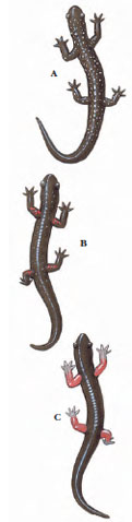 Pure and hybrid salamanders. Hybrids are intermediate in appearance between parental populations. A, Pure white-spotted Plethodon teyahalee; B, a hybrid between white-spotted P. teyahalee and red-legged P. jordani, intermediate in appearance for both spotting and leg color; C, pure red-legged P. Jordani.