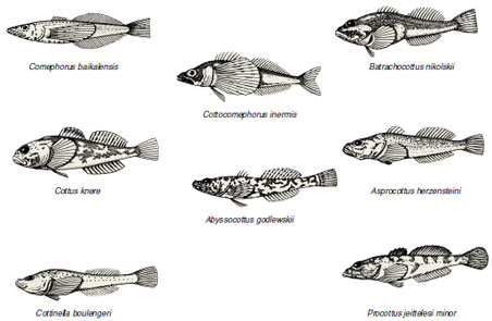 The sculpins of Lake Baikal, products of speciation that occurred within a single lake.
