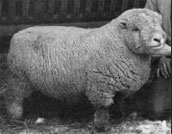 The ancon breed of sheep arose from a “sporting mutation” that caused dwarfing of legs. Many of his contemporaries criticized Darwin for his claim that such mutations are not important in the process of evolution by natural selection.