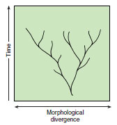 The gradualist model of evolutionary change in morphology, viewed as proceeding more or less steadily through geological time (millions of years). Bifurcations followed by gradual divergence led to speciation.