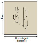 The punctuated equilibrium model sees evolutionary change being concentrated in relatively rapid bursts of branching speciation (lateral lines) followed by prolonged periods of no change throughout geological time (millions of years).