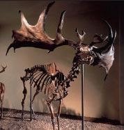 The Irish elk, a fossil species that once was used to support the orthogenetic idea that momentum in variation caused the antlers to become so large that the species was forced into extinction.