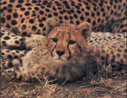 The cheetah, a species whose genetic variability has been depleted to very low levels because of small population size in the past.