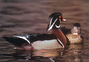 A pair of wood ducks. Brightly-colored feathers of male birds probably confer no survival advantage and might even be harmful by alerting predators. Such colors nonetheless confer advantage in attracting mates, which overcomes, on average, the negative consequences of these colors for survival. Darwin used the term “sexual selection” to denote traits that give an individual an advantage in attracting mates, even if the traits are neutral or harmful for survival.