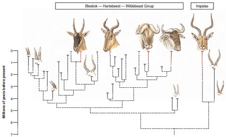 Contrasting diversity between two major groups of African antelopes. Higher speciation and extinction rates in the group containing the blesboks, hartebeests, and wildebeests is attributed to greater specialization in feeding relative to the impalas, an example of effect macroevolution.
