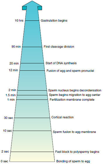 Timing of events during fertilization and early development in a sea urchin.