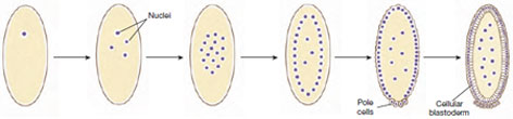 Superficial cleavage in a Drosophila embryo. The zygote nucleus at first divides repeatedly in the yolk-rich endoplasm by mitosis without cytokinesis. After several rounds of mitosis, most nuclei migrate to the surface where they are separated by cytokinesis into separate cells. Some nuclei migrate to the posterior pole to form the primordial germ cells, called pole cells. Several nuclei remain in the endoplasm where they will regulate breakdown of yolk products. The cellular blastoderm stage corresponds to the blastula stage of other embryos.