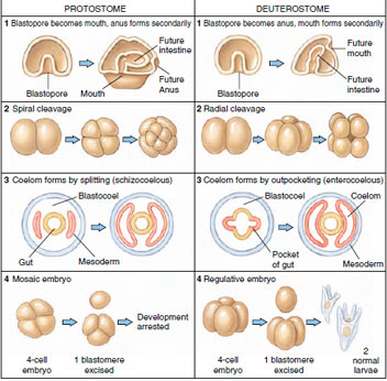 Developmental tendencies of protostomes and deuterostomes. These tendencies are much modified in some groups, for example, the vertebrates. Cleavage in mammals is rotational rather than radial; in reptiles, birds, and many fishes cleavage is discoidal. Vertebrates have also evolved a derived form of coelom formation that is basically schizocoelous.