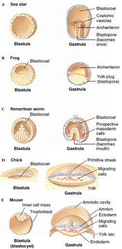Blastula and gastrula stages in embryos of sea star, frog, nemertean worm, chick, and mouse.
