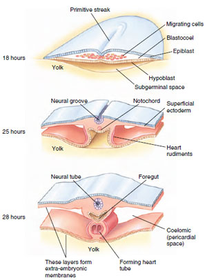 Gastrulation in the chick. Transverse sections through the heart-forming region of the chick show development at 18, 25, and 28 hours of incubation.