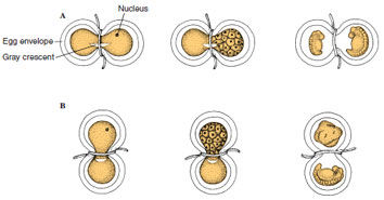 Spemann’s delayed nucleation experiments. Two kinds of experiments were performed. A, Hair ligature was used to constrict an uncleaved fertilized newt egg. Both sides contained part of the gray crescent. The nucleated side alone cleaved until a descendant nucleus crossed over the cytoplasmic bridge. Then both sides completed cleavage and formed two complete embryos. B, Hair ligature was placed so that the nucleus and gray crescent were completely separated. The side lacking the gray crescent became an unorganized piece of belly tissue; the other side developed normally.