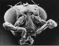 Head of a fruit fly with a pair of legs growing out of head sockets where antennae normally grow. The Antennapedia homeotic gene normally specifies the second thoracic segment (with legs), but the dominant mutation of this gene leads to this bizarre phenotype.