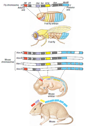 Homology of homeobox genes in insects and mammals. These genes in both insects (fruit fly) and mammals (mouse) control the subdivision of the embryo into regions of different developmental fates along the anterior-posterior axis. The homeobox-containing genes lie on a single chromosome of the fruit fly and on four separate chromosomes in the mouse. Clearly defined homologies between the two, and the parts of the body in which they are expressed, are shown in color. The open boxes denote areas where it is difficult to identify specific homologies between the two.