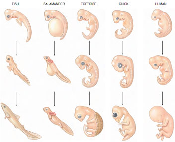 Early vertebrate embryos. Embryos as diverse as fish, salamander, tortoise, bird, and human show remarkable similarity following gastrulation. At this stage (top row) they reveal features common to the entire subphylum Vertebrata. As development proceeds they diverge, each becoming increasingly recognizable as belonging to a specific class, order, family, and finally, species.
