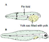 Fish larvae showing yolk sac. A, The one-day-old larva of a marine flounder has a large yolk sac. B, After 10 days of growth the larva has developed mouth, sensory organs, and a primitive digestive tract. With its yolk supply now exhausted, it must capture food to grow and survive.