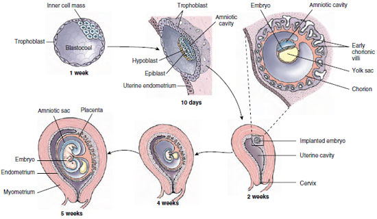 Early development of the human embryo and its extraembryonic membranes.