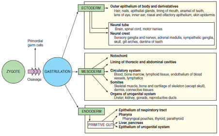 Derivatives of the primary germ layers in mammals.