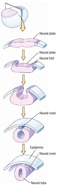 Development of the neural tube and neural crest cells from the neural plate ectoderm.