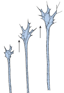 Growth cone at the growing tip of a nerve axon. Materials for growth flow down the axon to the growth cone from which numerous threadlike filopodia extend. These serve as a pioneering guidance system for the developing axon. Direction of growth is shown by arrows.