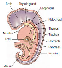 Derivatives of the alimentary canal of a human embryo.