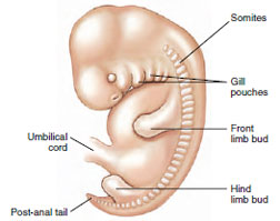 Human embryo showing somites, which differentiate into skeletal muscles and axial skeleton.