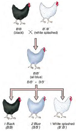 Cross between chickens with black and splashed white feathers. Black and white are homozygous; Andalusian blue is heterozygous.