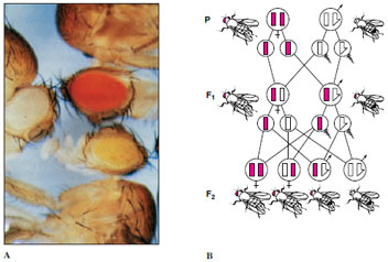 Sex-linked inheritance of eye color in fruit fly Drosophila melanogaster. A, White and red eyes of D. melanogaster. B, Genes for eye color are carried on X chromosome; Y carries no genes for eye color. Normal red is dominant to white. Homozygous red-eyed female mated with white-eyed male gives all red-eyed in F<sub>1</sub>. F<sub>2</sub> ratios from F<sub>1</sub> cross are one homozygous red-eyed female and one heterozygous red-eyed female to one red-eyed male and one white-eyed male.