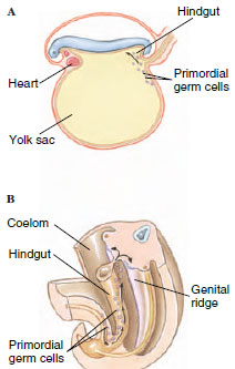 Migration of mammalian primordial germ cells. A, From the yolk sac the rimordial germ cells migrate through the region of the hindgut into the genital ridges (B). In human embryos, the migration is complete by the end of the fifth week of gestation.